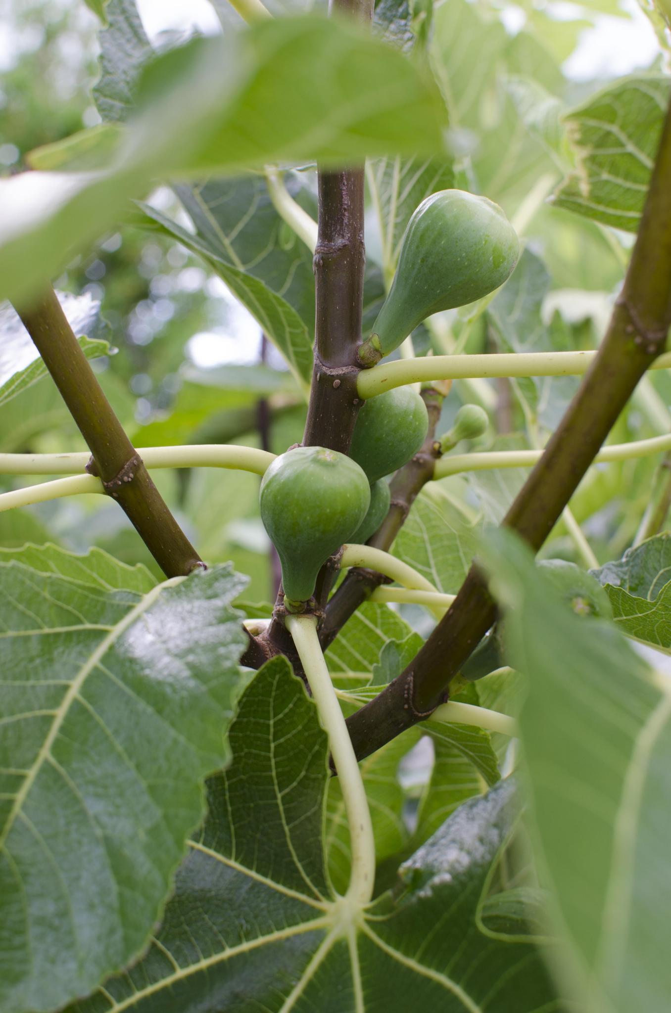 Feigenbaum mit Früchte - Ficus Gustissimo Perretta - Gustissimo Perretta -  Ø19 - ↨50cm