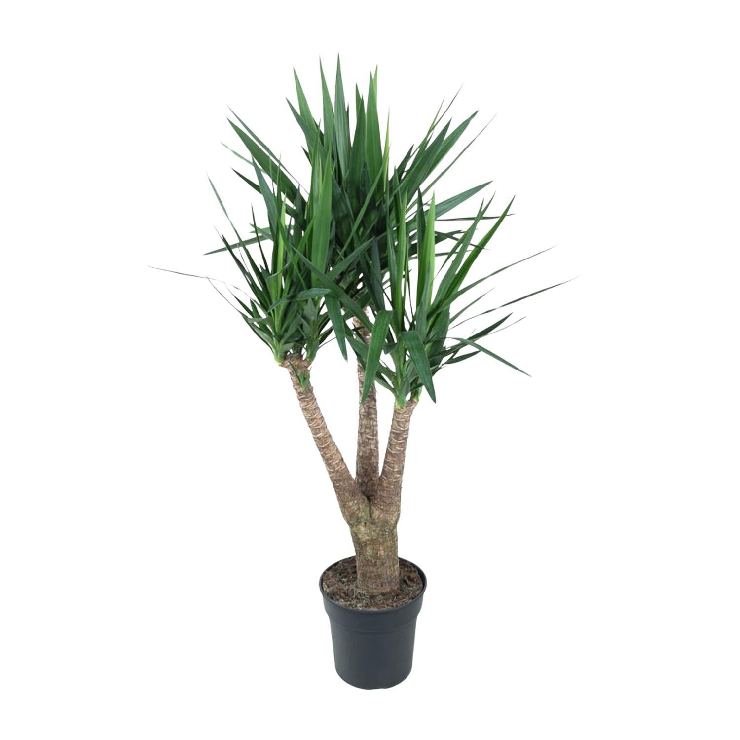 Yucca Elephantipe verzweigt 150 cm - ø31