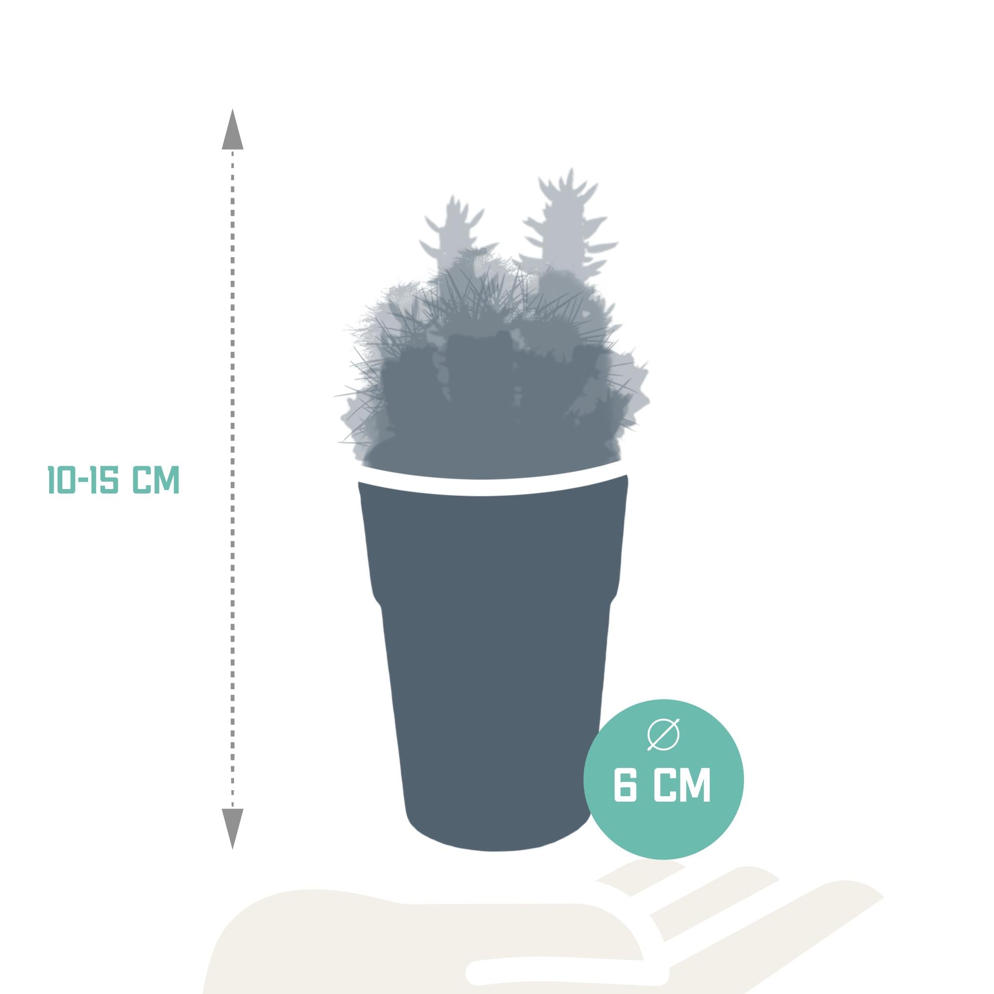 Kakteenmischung 5,5 cm - 5x - in farbiger Plastiktopf