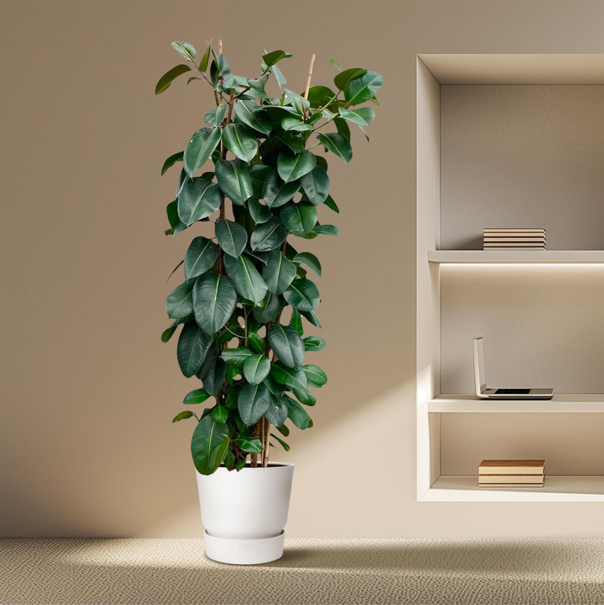 Gummibaum Ficus Elastica Robusta Strauch - 225cm - ø40