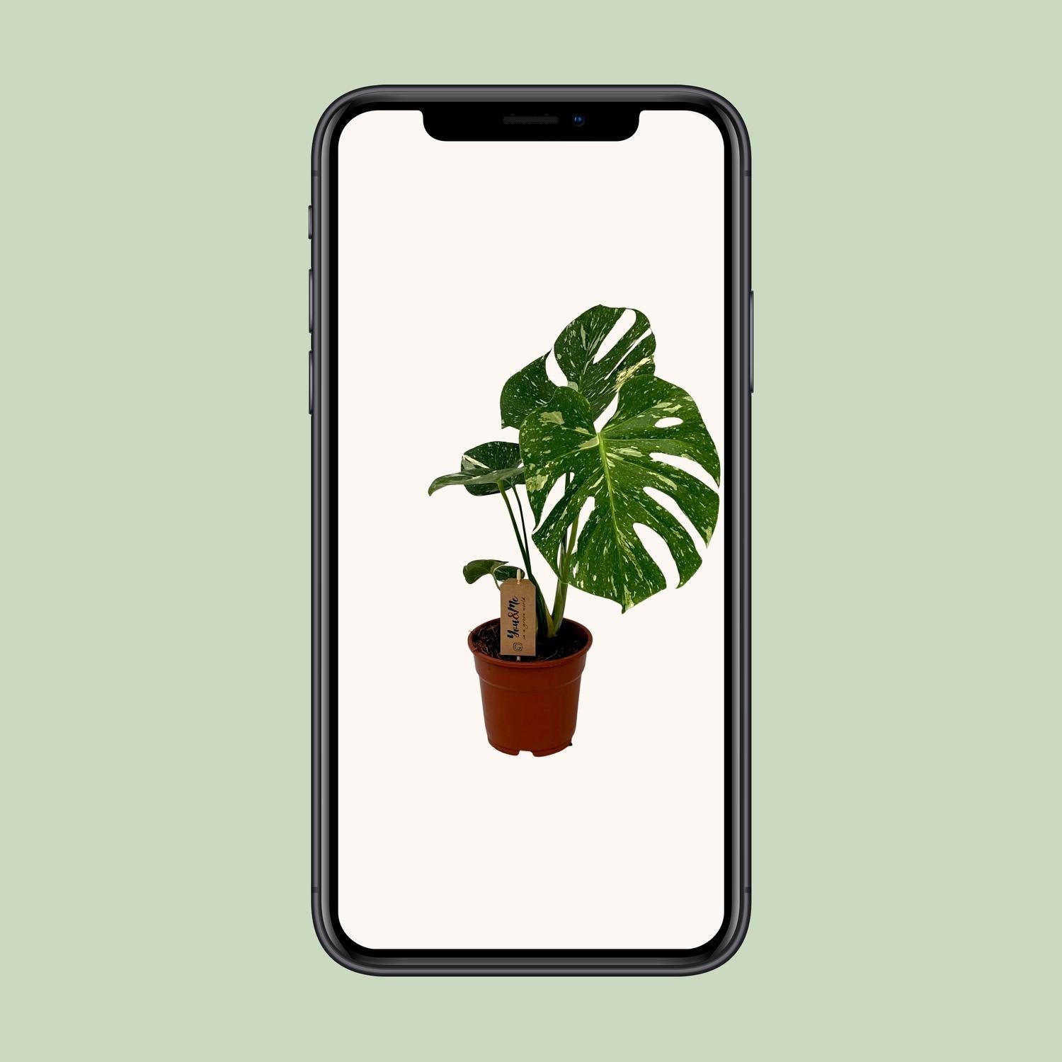 Schweizer Käsepflanze - Monstera Deliciosa - Ø17cm - ↕50cm